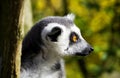 Lemur portrait Royalty Free Stock Photo