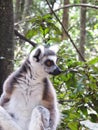 Lemur portrait at Monkeyland on Garden Route, South Africa Royalty Free Stock Photo