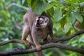 Lemur portrait Royalty Free Stock Photo