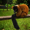 Lemur portrait sitting on wood in zoo Royalty Free Stock Photo