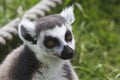 Lemur