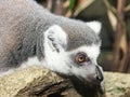 Lemur in the rain forest