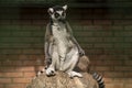 A lemur sitting on a stone in a dendrological park in Georgia Royalty Free Stock Photo