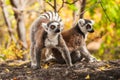 Lemur