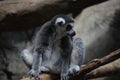 Lemur Royalty Free Stock Photo