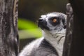 Lemur