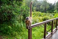 A lemur runs on a handrail from a wooden bridge Royalty Free Stock Photo