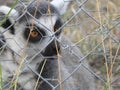 Lemur in a wildlife rescue center