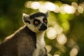 the lemur sits close to the camera, staring in various directions
