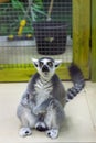 Lemur sits on the floor and looks into the camera. It`s a funny pose. View from the front from above Royalty Free Stock Photo