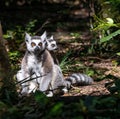 a lemur sits on the ground and looks into the distance Royalty Free Stock Photo