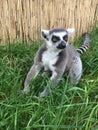 Lemur is sitting on the grass. Lemurs, endangered animals of Madagascar, Africa, in the european zoo Royalty Free Stock Photo