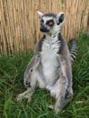 Lemur is sitting on the grass. Lemurs, endangered animals of Madagascar, Africa, in the european zoo Royalty Free Stock Photo