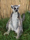 Lemur is sitting on the grass. Lemurs, endangered animals of Madagascar, Africa, in the european zoo Royalty Free Stock Photo