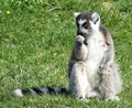 Lemur sitting in the grass