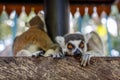 Lemur, portrait. Bali zoo. Indonesia.