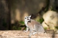 Lemur sitting on a log Royalty Free Stock Photo
