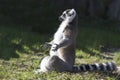 Meditating lemur in a lotus position