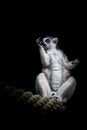 A lemur is sitting on a rope in front of black background Royalty Free Stock Photo