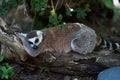 Lemur sleeping in a tree