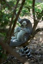 Lemur sleeping on a tree