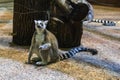 Lemur in the St. Petersburg Zoo