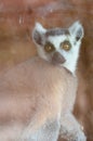 Lemur with a stern and scary look, a primate at the zoo. Royalty Free Stock Photo