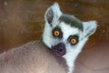 Lemur with a stern and scary look, a primate at the zoo. Royalty Free Stock Photo