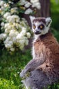 Lemur suitor with flowers