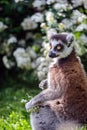 Lemur suitor with flowers Royalty Free Stock Photo