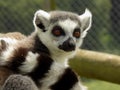 Lemur Royalty Free Stock Photo