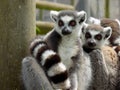 Lemur Royalty Free Stock Photo