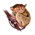 Lemur tarsier sitting on a branch from multicolored paints. Splash of watercolor, colorful drawing, realistic