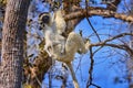 Lemur on tree, forest. Wildlife Madagascar, Verreauxs Sifaka, Propithecus verreauxi, monkey head detail in Kirindy Forest, Royalty Free Stock Photo