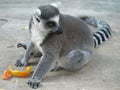 Lemur.Ukraina. Kiev