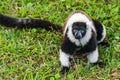 Lemur Vari Royalty Free Stock Photo
