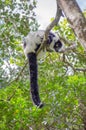 Lemur Watching