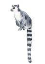 Lemur white background, watercolor illustration, cute animals