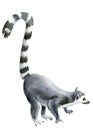 Lemur white background, watercolor illustration, cute animals