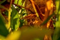 Lemur in wild natur at the tree. Eye contact. Wild animal, lemur conservancy and travel concept