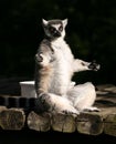 Lemur Yoga Royalty Free Stock Photo