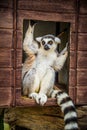 Lemurchik soft and fluffy animal Royalty Free Stock Photo