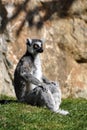 Lemure Royalty Free Stock Photo