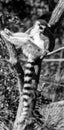 Lemure sitting on a tree branch, grayscale shot Royalty Free Stock Photo