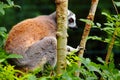 Lemures sitting in branch in zoo in germany