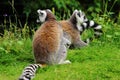 Lemures sitting on gras in zoo in Augsburg in germany Royalty Free Stock Photo