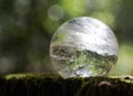 Lemurian Clear Quartz Sphere crystal magical orb on moss, bryophyta and bark, rhytidome in forest