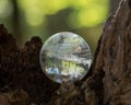 Lemurian Clear Quartz Sphere crystal magical orb on moss, bryophyta and bark, rhytidome in forest