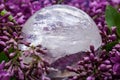 Lemurian Clear Quartz Sphere crystal magical orb surrounded by purple lilac flower.