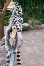 Lemurs